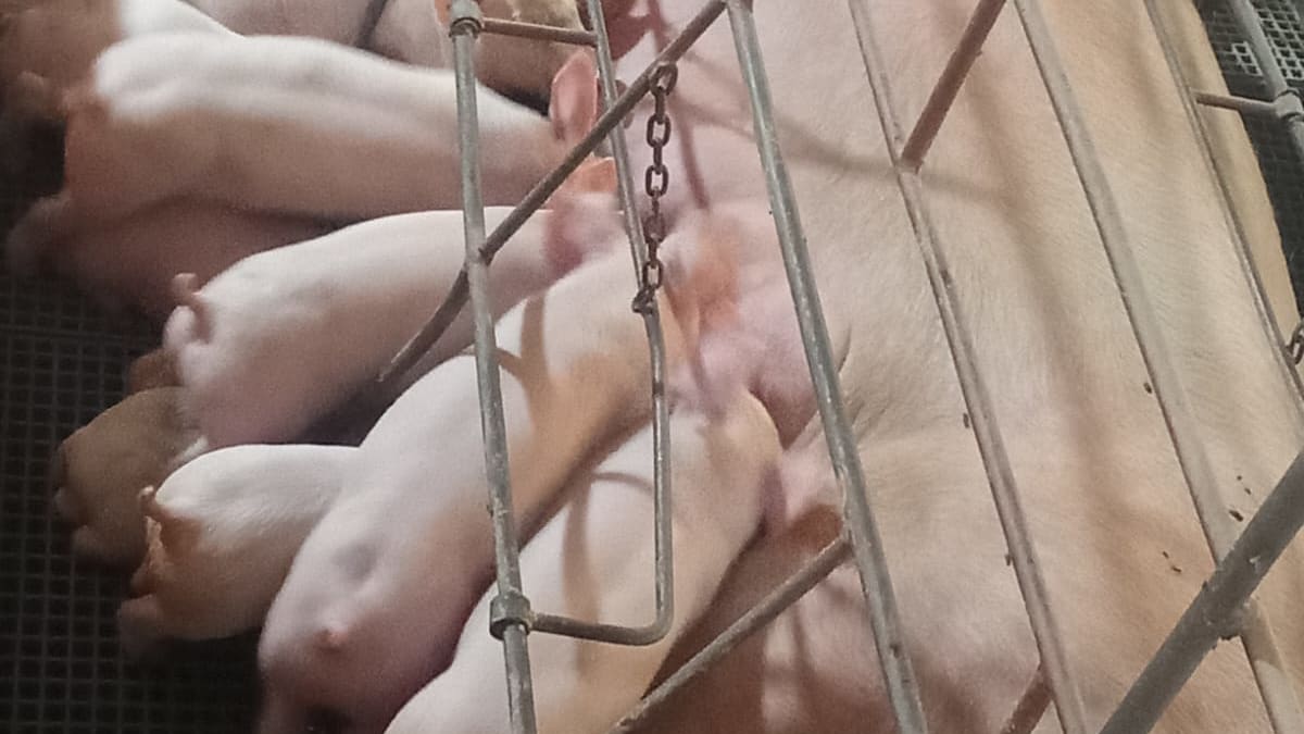 Parto de 46 leitoes dura 12 horas bate recorde e mobiliza fazenda em mg foi uma euforia diz produtor