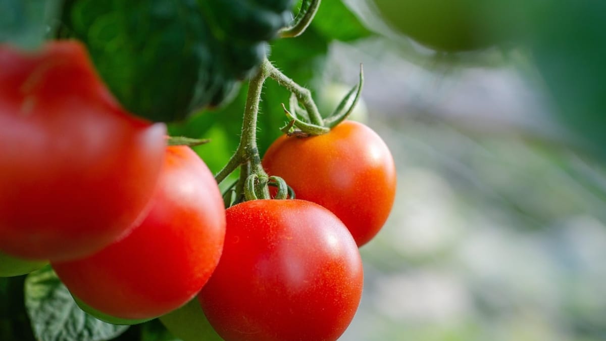 Melhor tomate do Brasil 2027 tera inscricoes abertas em janeiro veja como participar