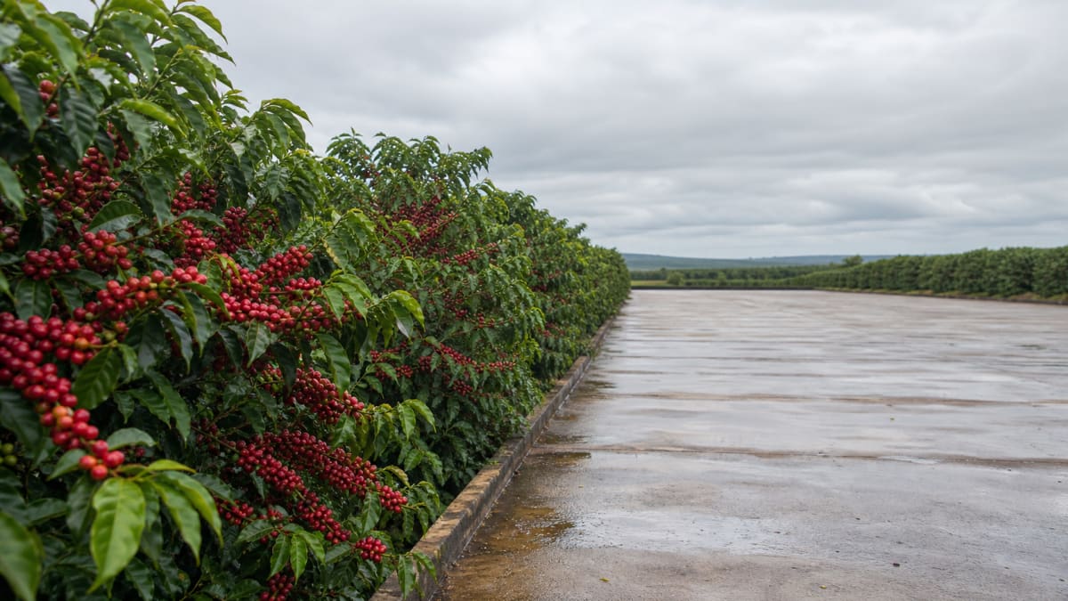 Colheita de arabica no cerrado mineiro avanca para 27 diz expocacer