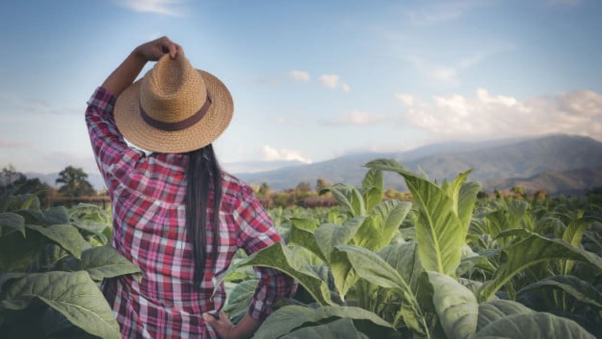 Mulheres gerenciam 30 milhões de hectares no Brasil mas tem menos acesso a credito que homens