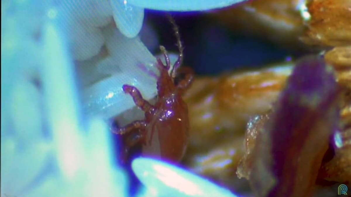Pesquisa aposta em controle biologico para reduzir uso de quimicos na pecuária