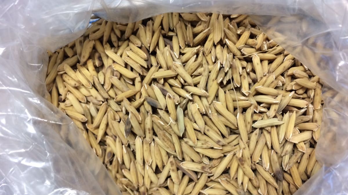 pesquisa da Embrapa mostra que germinacao deixa arroz mais nutritivo e reduz tempo de cozimento