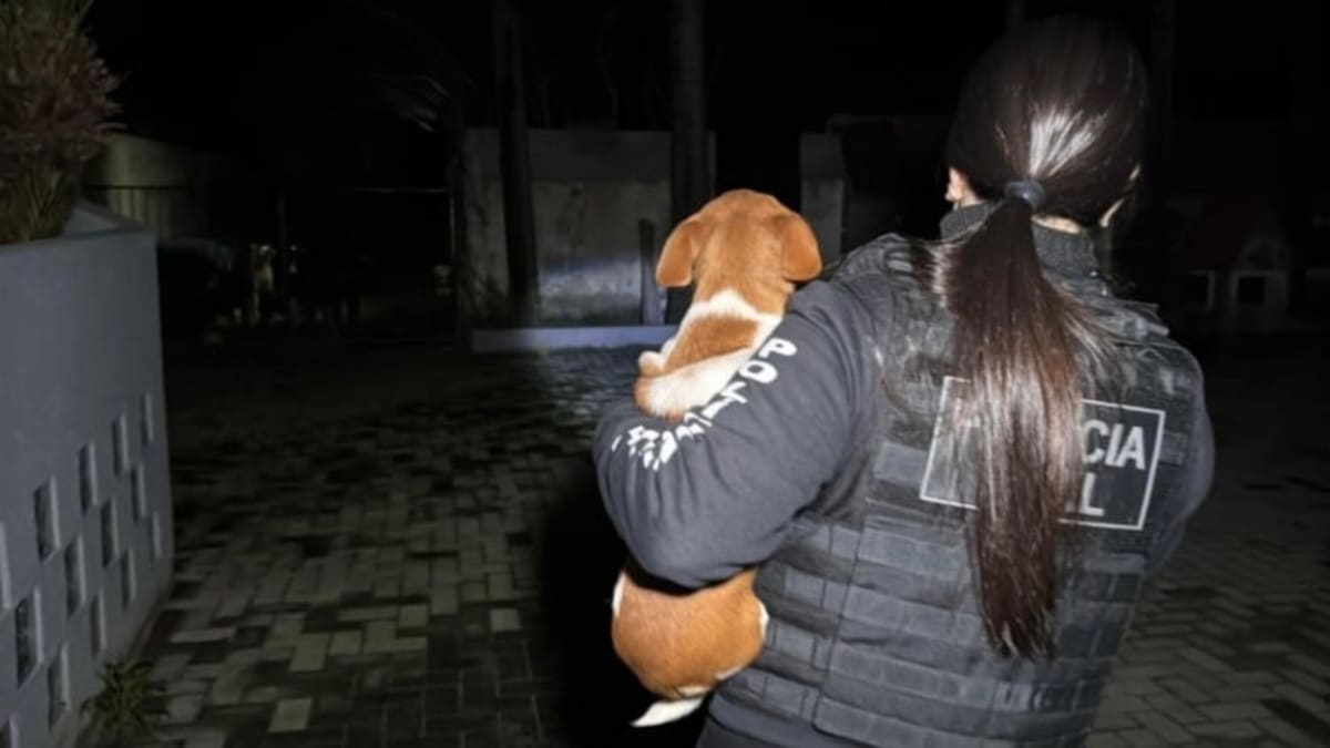 Oito denunciados por eutanásia ilegal em Canoas incluem ex-secretária e policial civil
