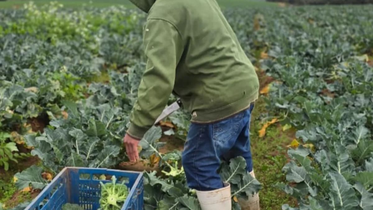 Seis trabalhadores indígenas são resgatados de condições análogas à escravidão em propriedade rural de Glorinha