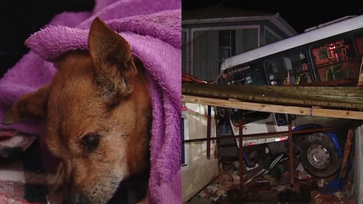 Cão de 25 anos é encontrado vivo após desabamento em Florianópolis