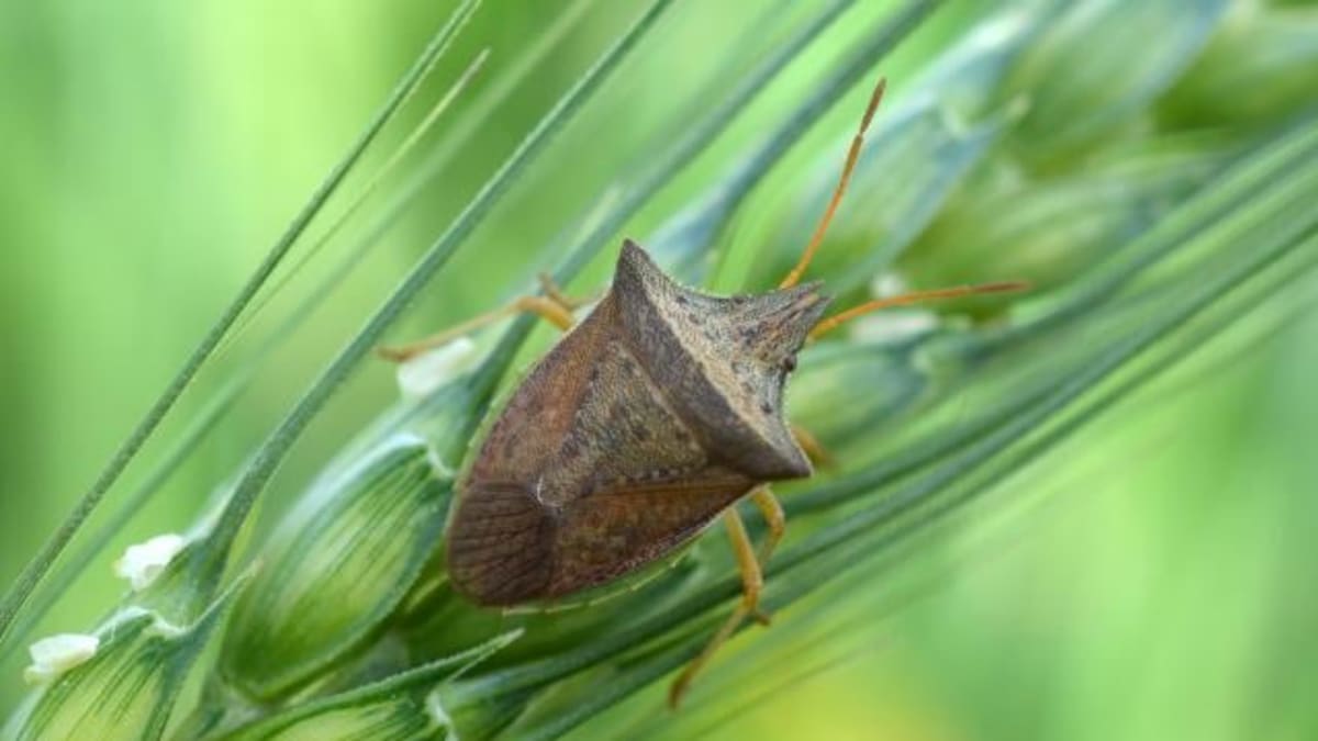 Fungo altera aroma do milho e atrai vespa que controla percevejo-barriga-verde