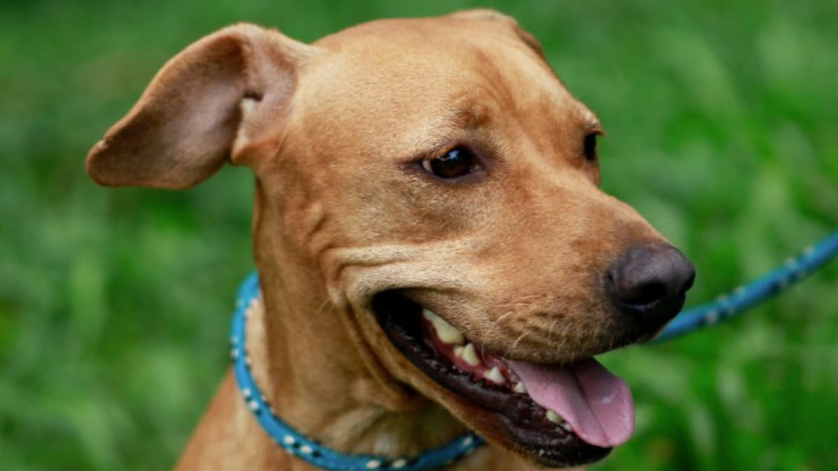 Rio de Janeiro cria programa para monitorar animais de pessoas em situação de rua