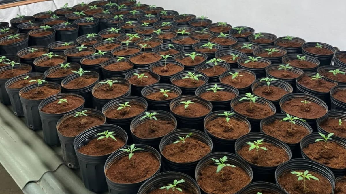 Polícia Civil apreende cerca de 200 pés de maconha em cultivo indoor em Santa Catarina