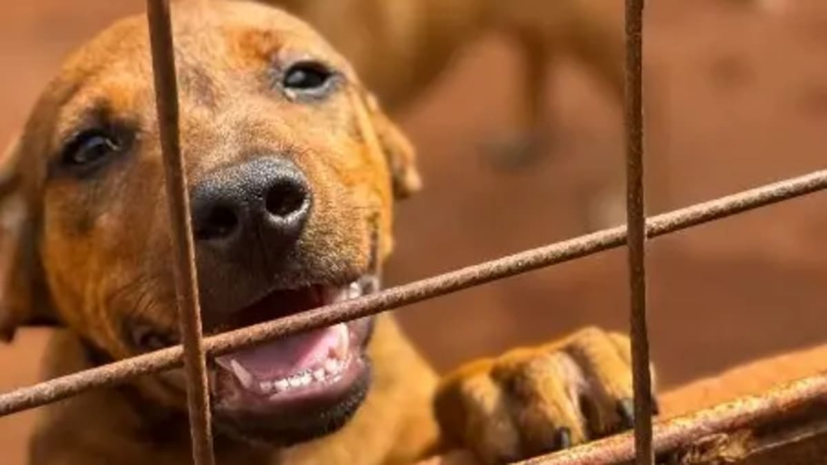 Animais resgatados em Rio Verde serão adotados durante a Expo Rio Verde