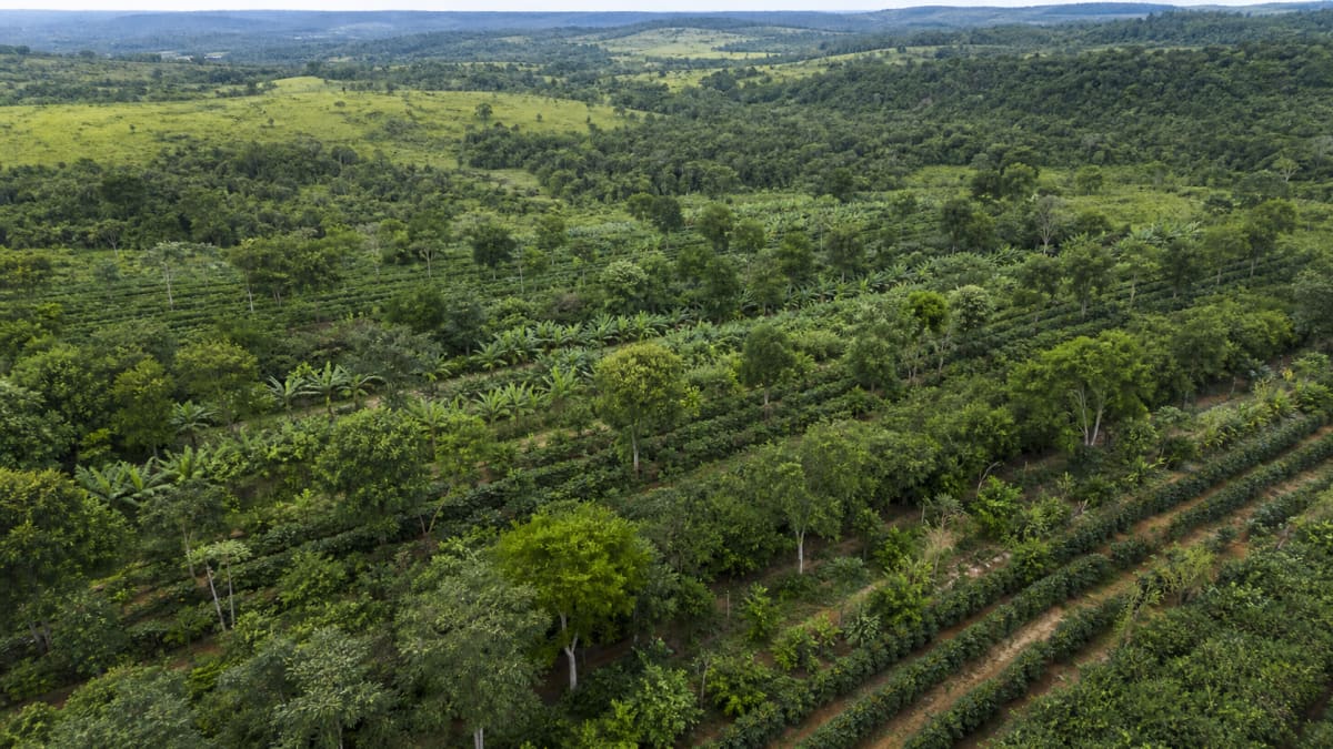 Proposta incentiva sistemas agroflorestais com foco em preservação e aumento da renda rural