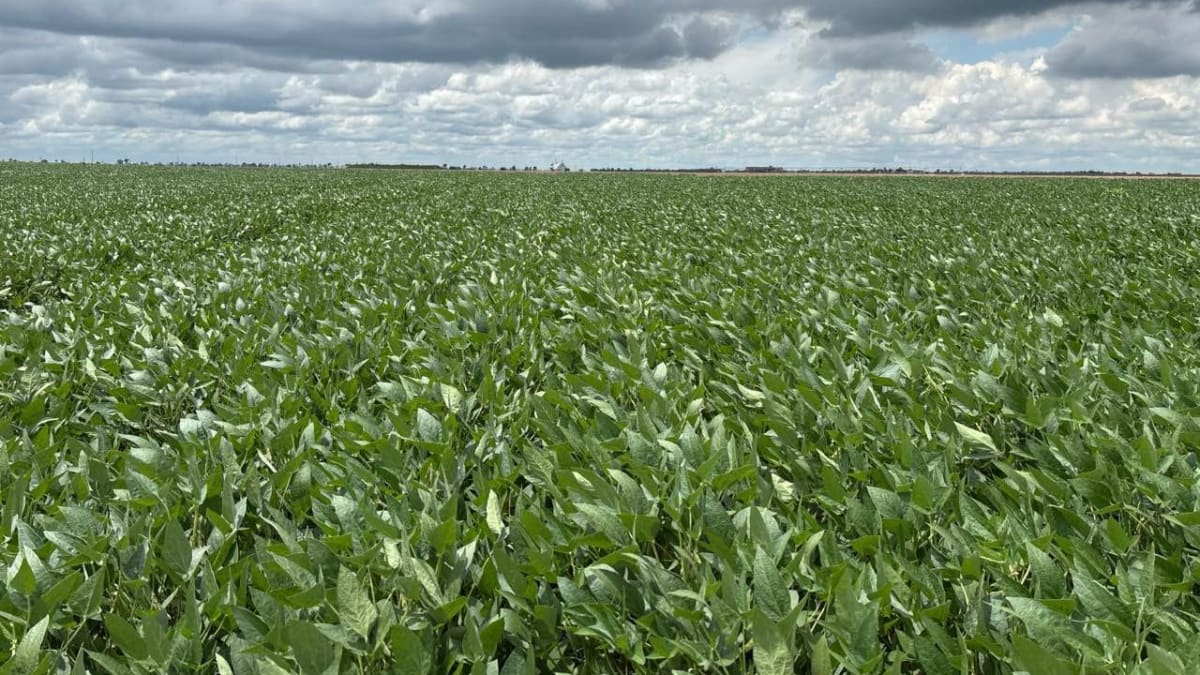 Uso de remineralizadores e bioinsumos fortalece fertilidade do solo e produtividade no agronegócio brasileiro