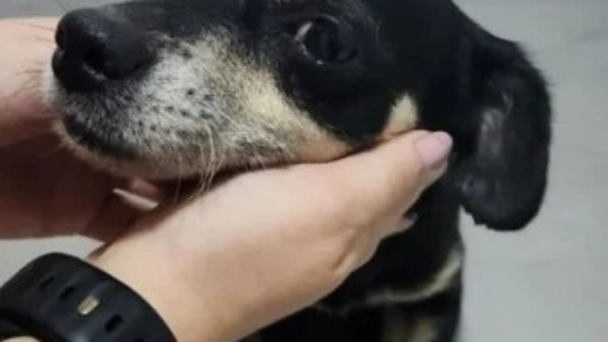 Mulher é denunciada por enterrar cadela grávida viva em Joinville