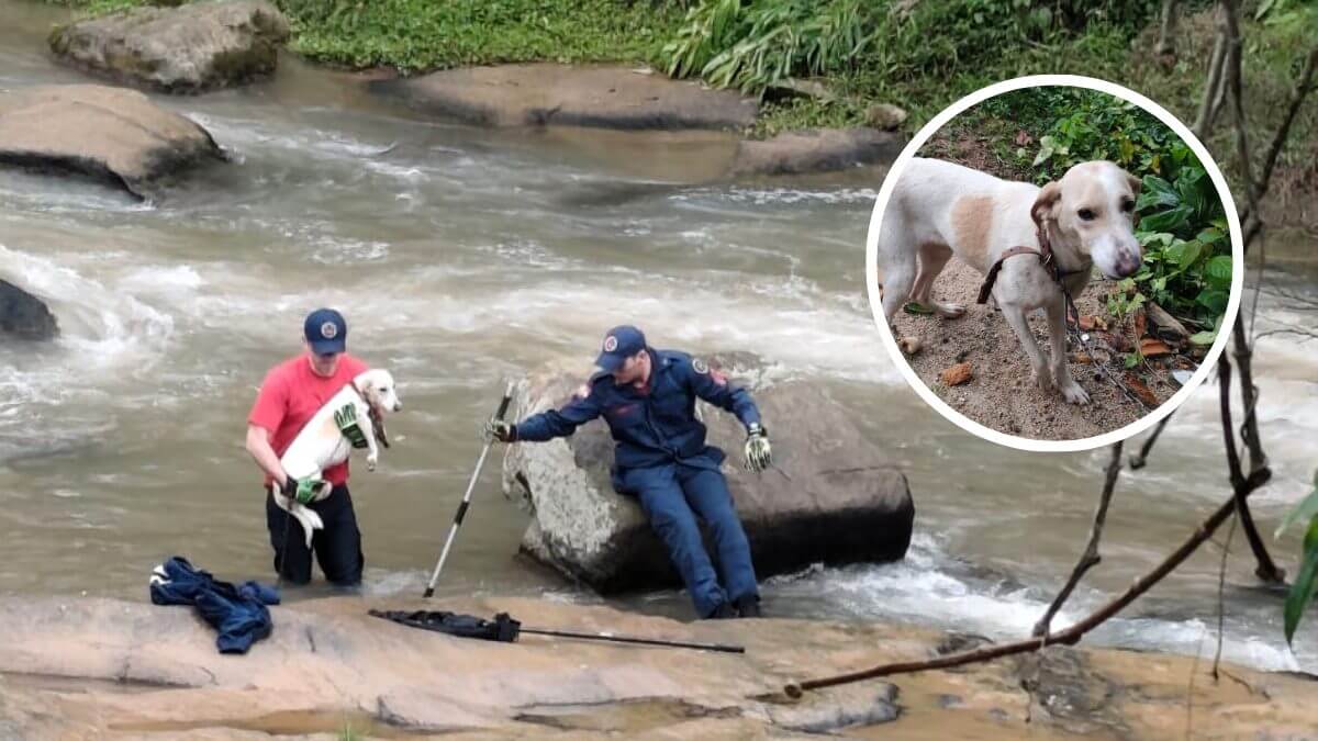 Cão é resgatado em São José após ficar sozinho no rio durante frio intenso