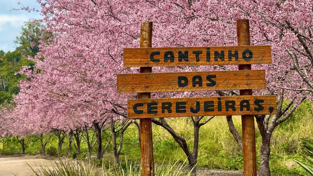 Rua em Teresópolis se transforma em corredor de cerejeiras durante o inverno