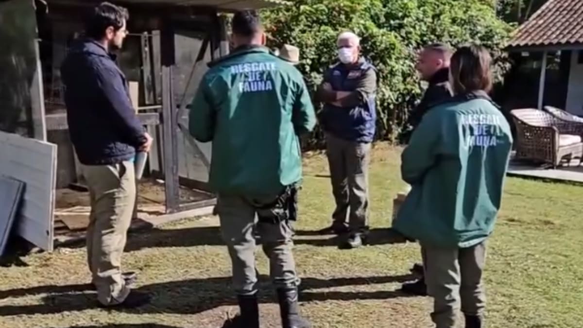 Fiscalização apreende aves silvestres em Itapema e responsabiliza proprietário