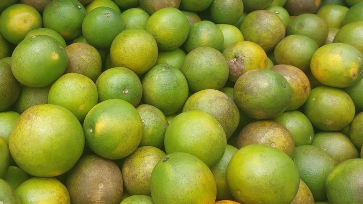 Brasil mantém liderança nas exportações de suco de laranja, mas receita recua 30,6%