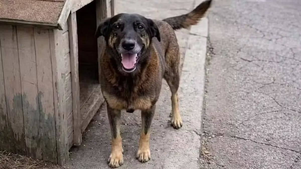 Governo de Santa Catarina sanciona Lei Orelha para endurecer punições contra maus-tratos a animais