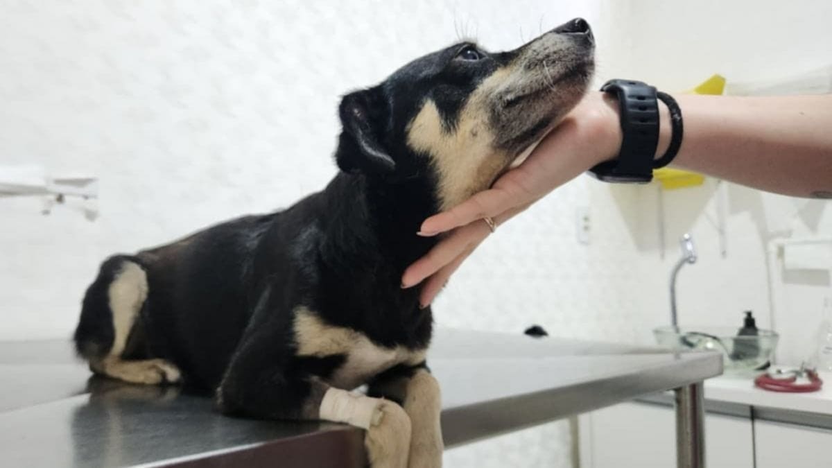 MPSC denuncia mulher por enterrar cachorra viva em Joinville