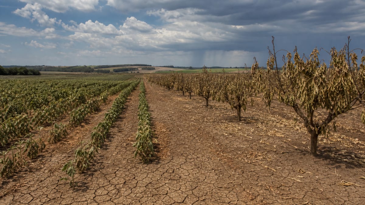 El Niño muito forte em 2026 pode reduzir produção de soja, milho, café e laranja no Brasil
