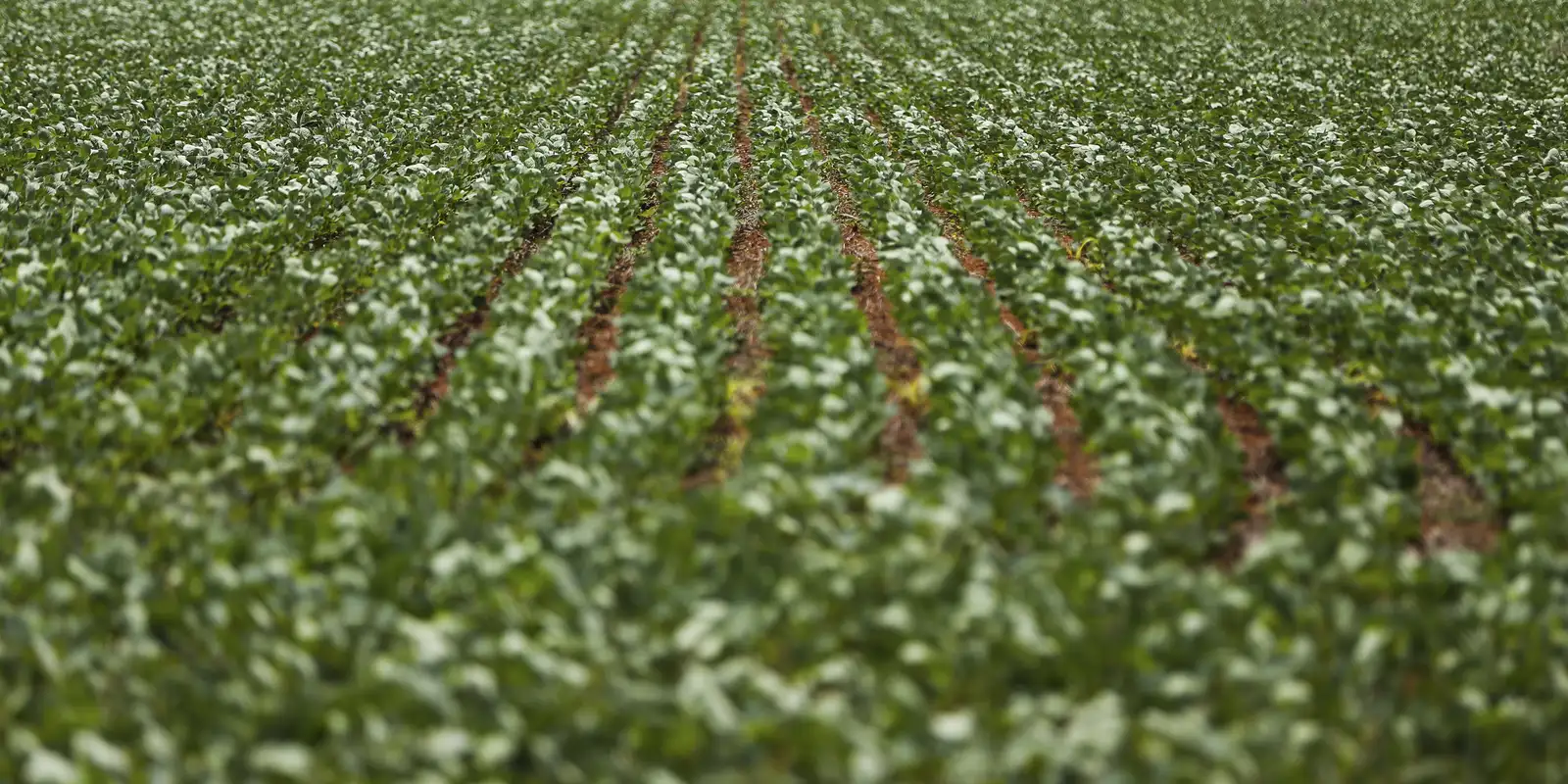 Governo e agro não chegam a acordo sobre renegociação de dívidas rurais