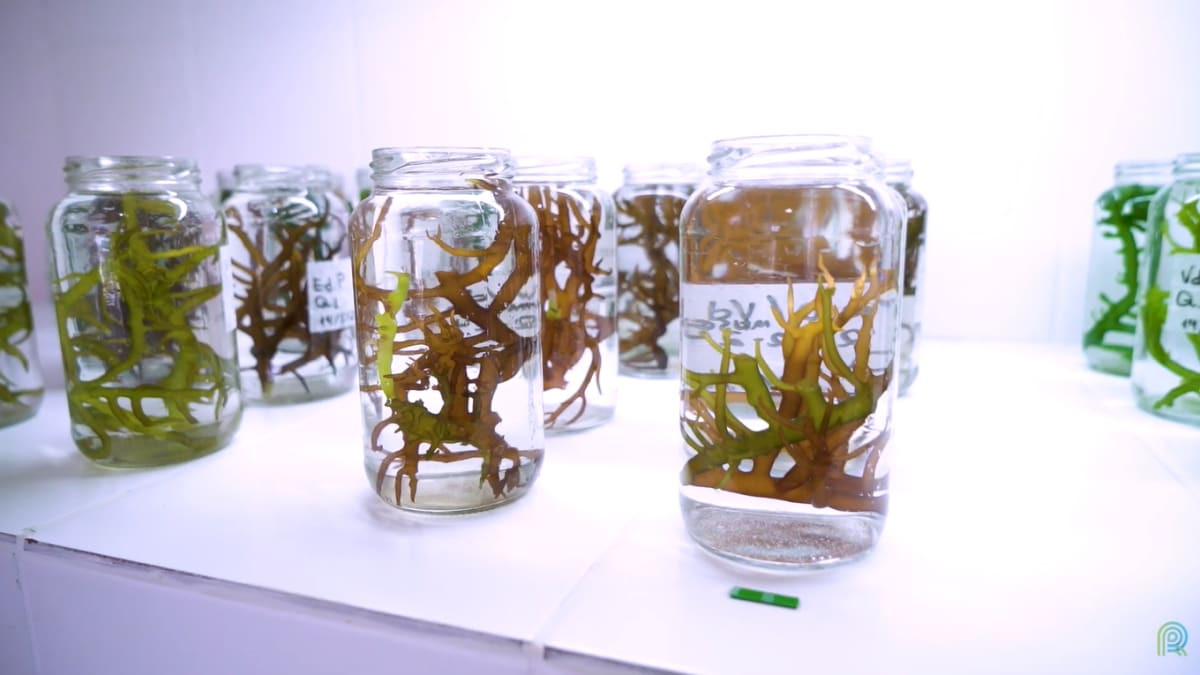 Biobanco de algas cultivadas no Brasil preserva diversidade genética e apoia pesquisas