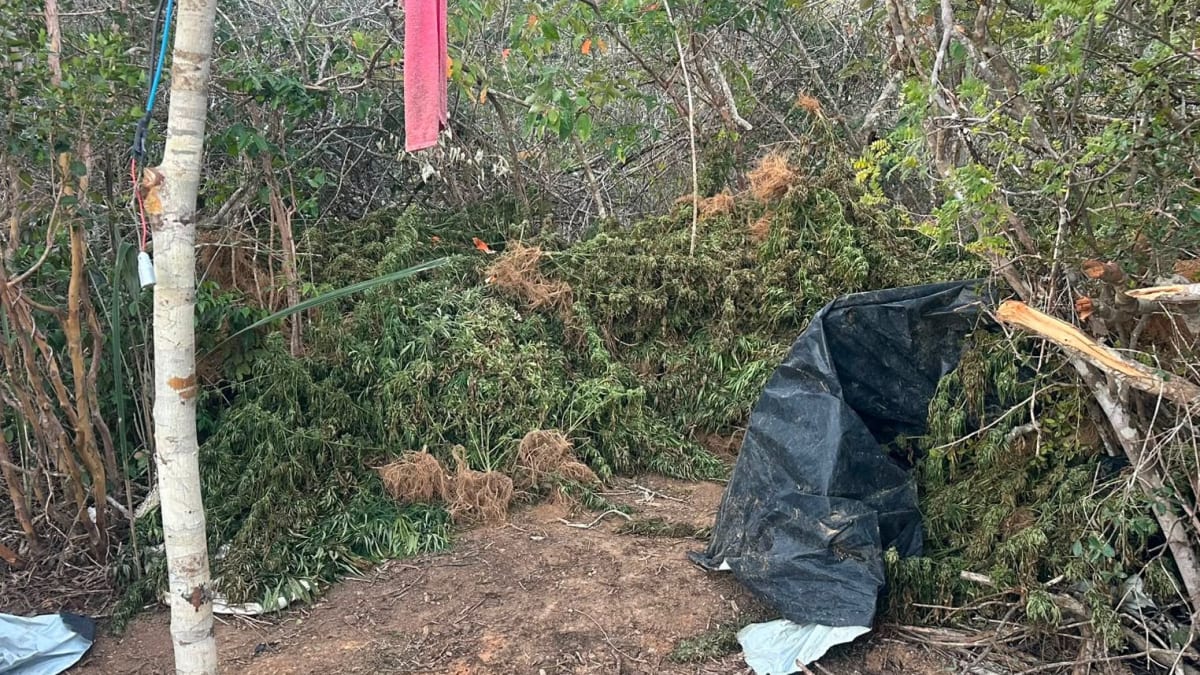 Polícia apreende 1,5 tonelada de maconha em plantação de Morro do Chapéu