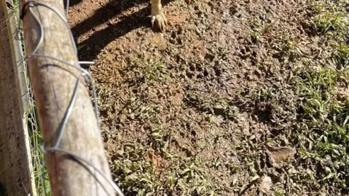 Casal é preso por maus-tratos a mais de 30 animais em Blumenau