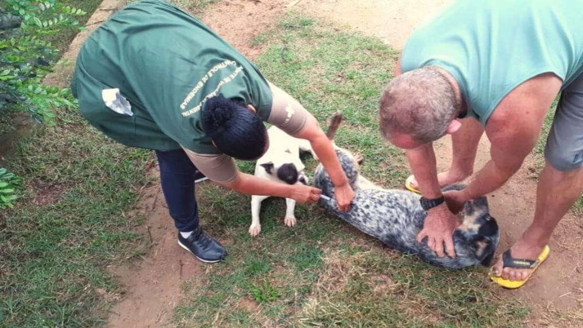 Campanha de vacinação antirrábica começa na zona rural de Vila Velha em setembro