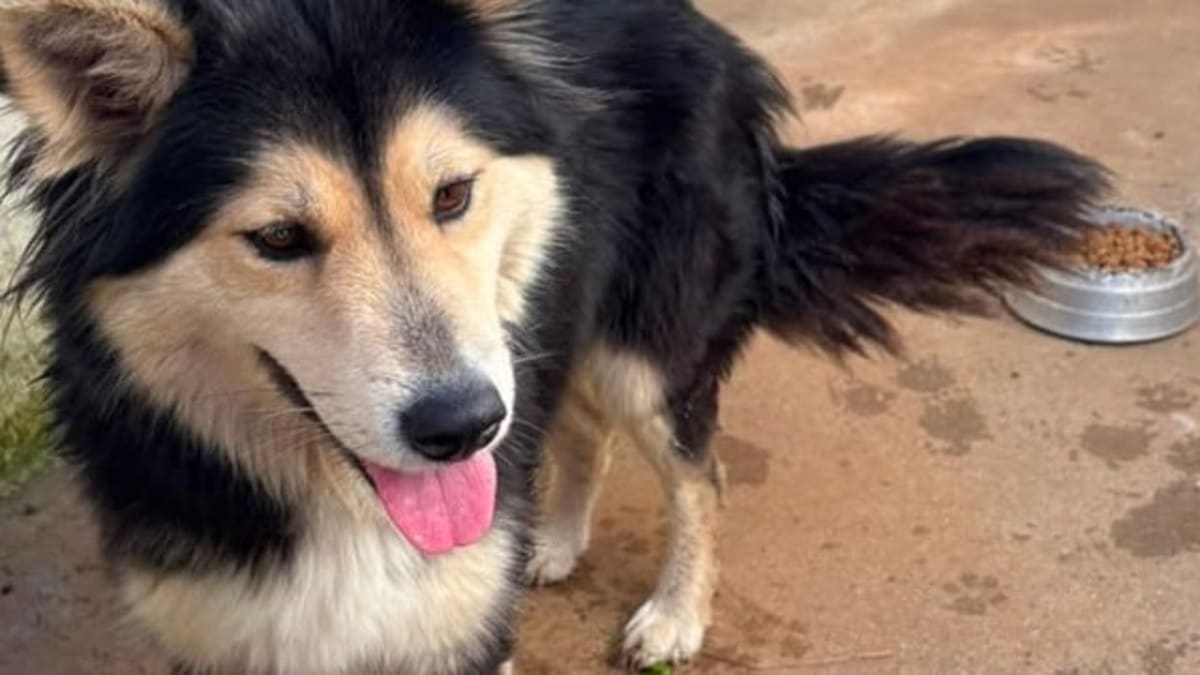 Polícia Rodoviária Federal resgata cão abandonado na BR-470 em Carlos Barbosa