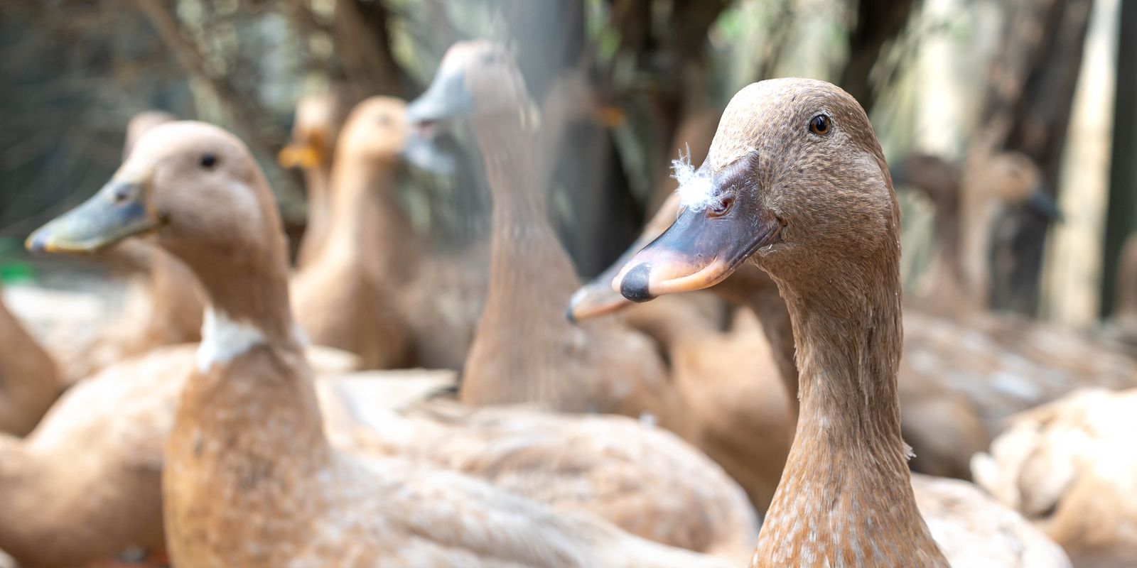 Projeto de lei proíbe alimentação forçada de animais para produção de alimentos