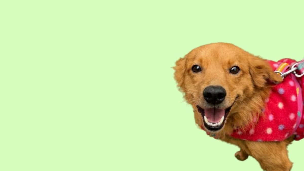 Animais disponíveis para adoção em Jaraguá do Sul são destaque na coluna local