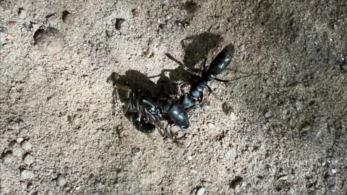 Santuário de Vida Silvestre Vagafogo preserva o tempo e a natureza em Pirenópolis