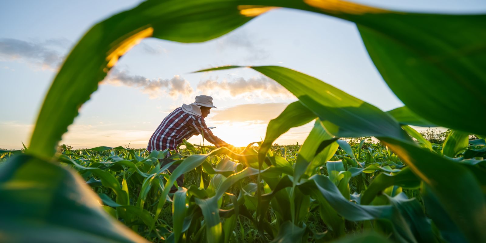 Renegociação das dívidas do setor agropecuário avança no Congresso
