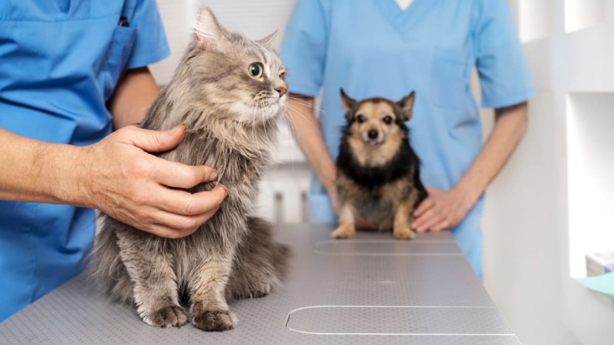 Veterinária alerta para sinais de doenças oculares em pets e destaca cuidados para raças braquicefálicas