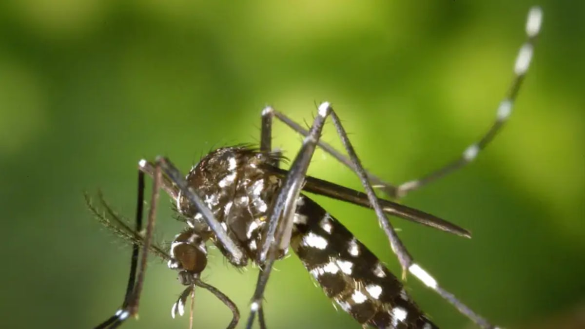Itajaí registra queda superior a 90% nos casos prováveis de dengue no primeiro semestre de 2026