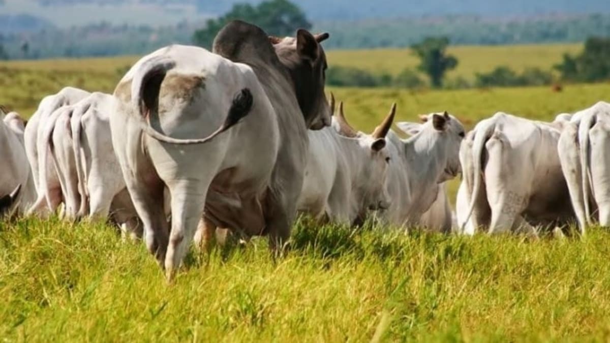 Frigoríficos reduzem compras e arroba da carne bovina mantém preços firmes