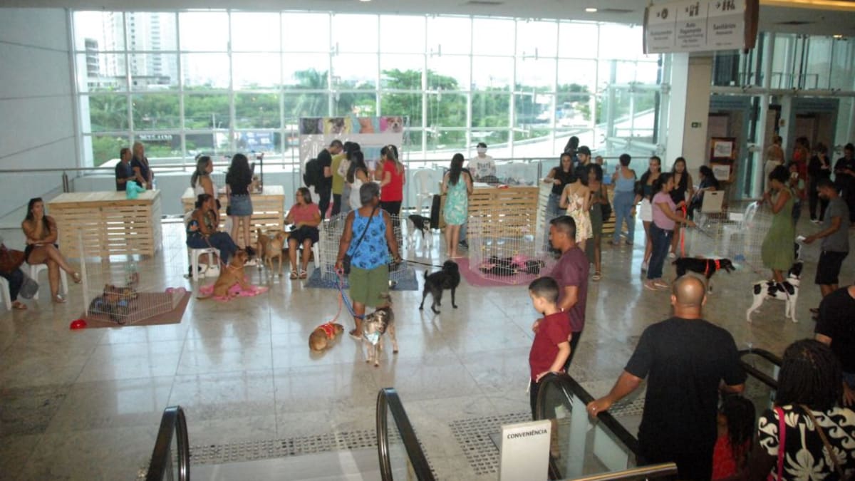 Nova Iguaçu promove campanha de adoção de cães e gatos neste domingo