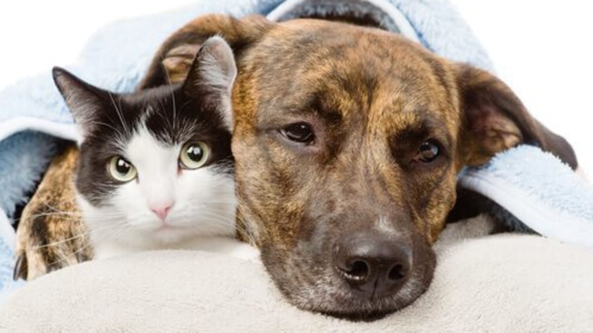 Campanha de vacinação antirrábica para cães e gatos começa em julho no Espírito Santo