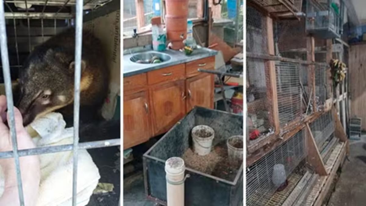 Zoológico clandestino é interditado e 655 animais são apreendidos em São Carlos, SC