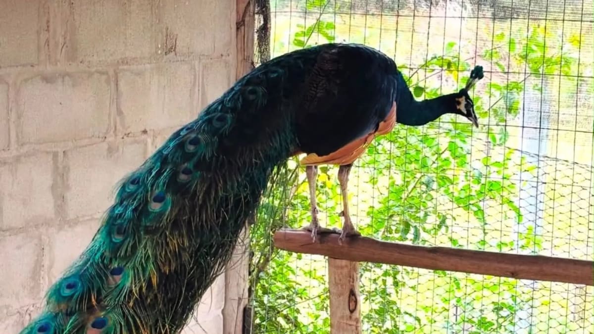 Furto de 30 pavões causa prejuízo de mais de R$ 60 mil em criadouro
