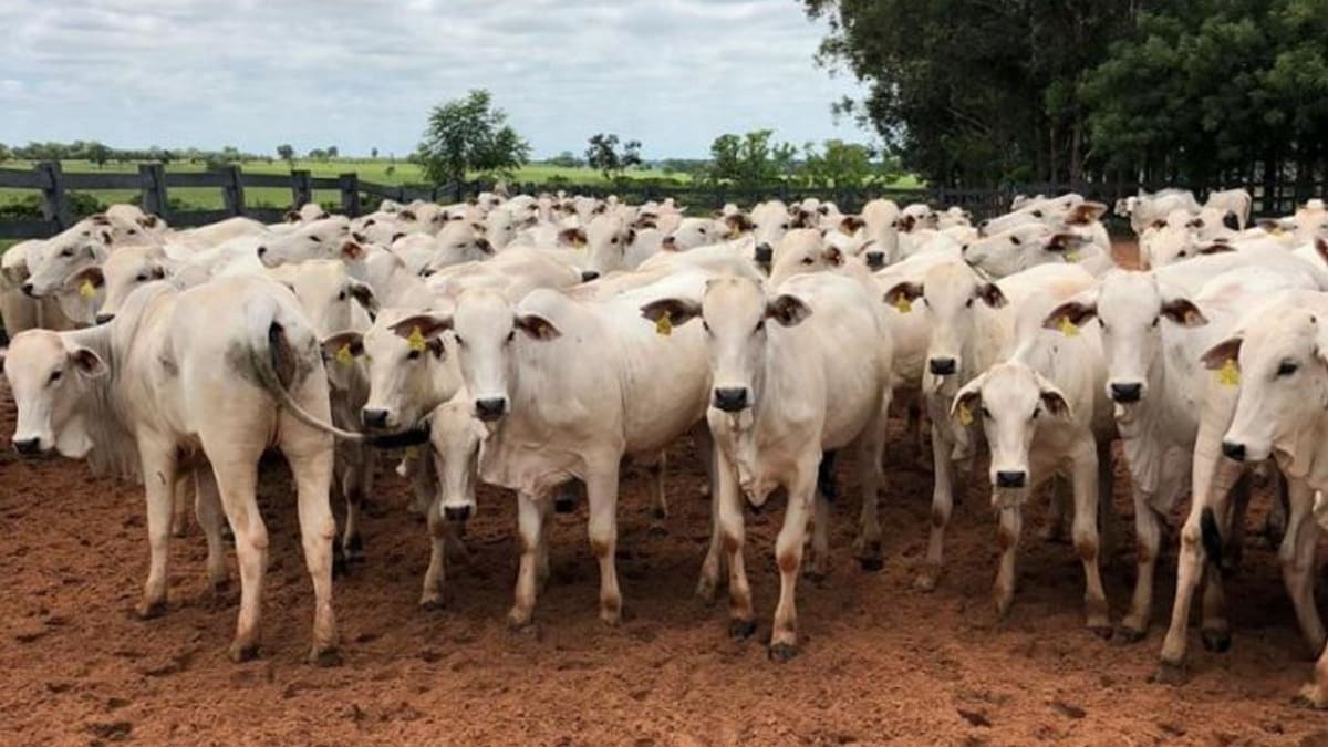Preços da arroba do boi gordo devem subir no último trimestre com demanda chinesa e americana