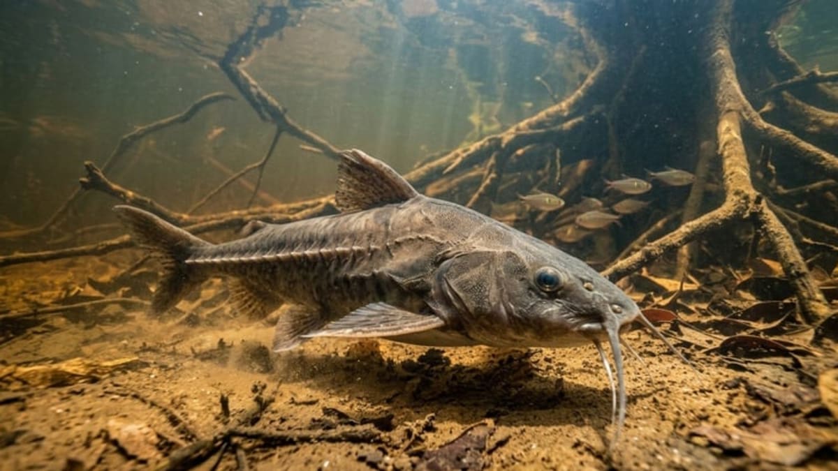 Como limpar e preparar o peixe bacu-pedra com segurança e sabor