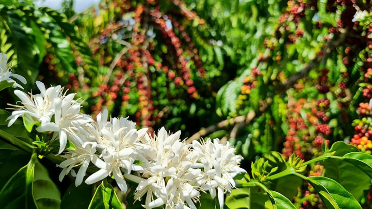 Concurso de café em Rondônia abre inscrições gratuitas para produtores de robusta
