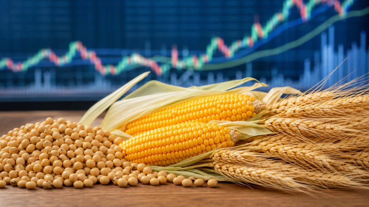 Fundos ampliam posicao comprada em soja e reduzem apostas na queda de milho e trigo