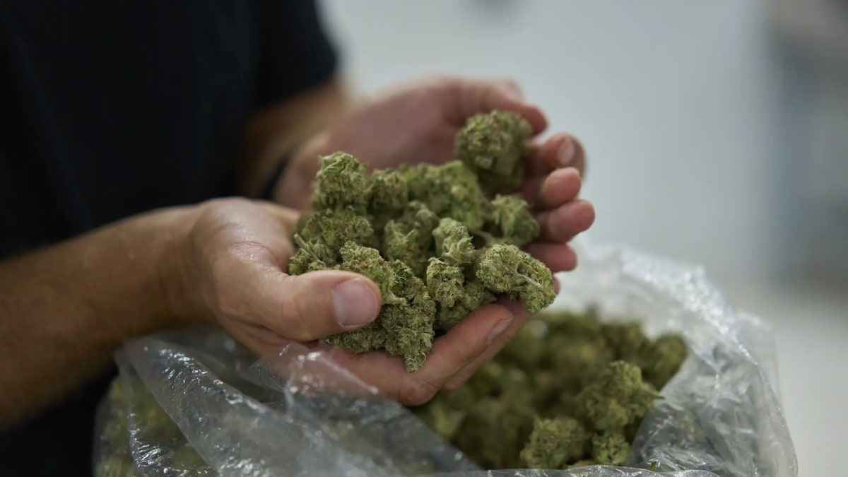 "Não tem nada a ver com uso recreativo": STF busca criar regras claras para acesso a medicamentos a base de maconha