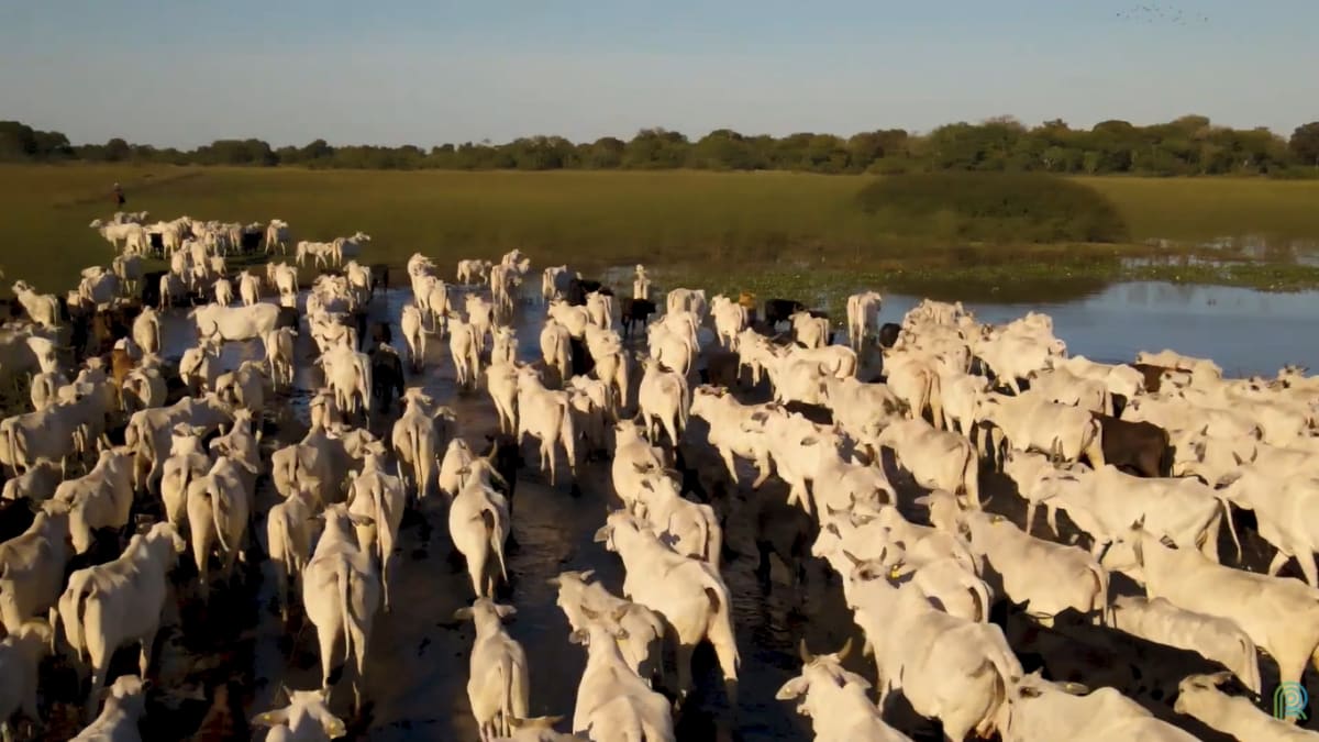 Pecuária pantaneira aposta em genetica e manejo para produzir carne de qualidade