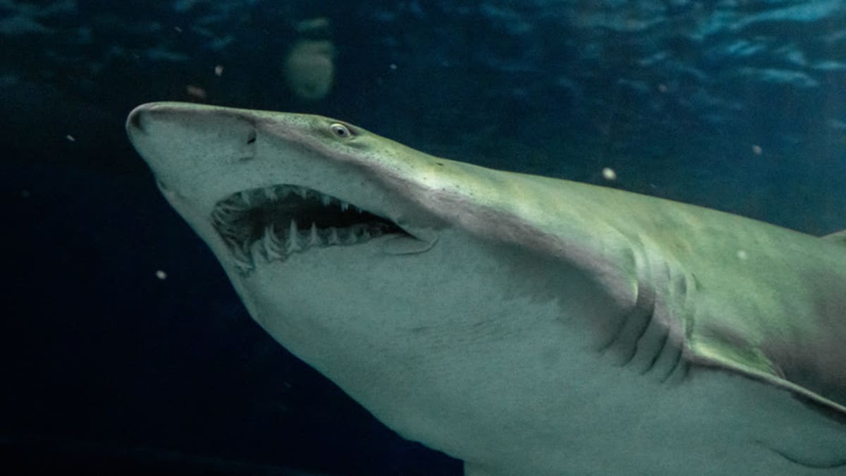 Durante as férias de julho AquaRio oferece programação especial para todas as idades