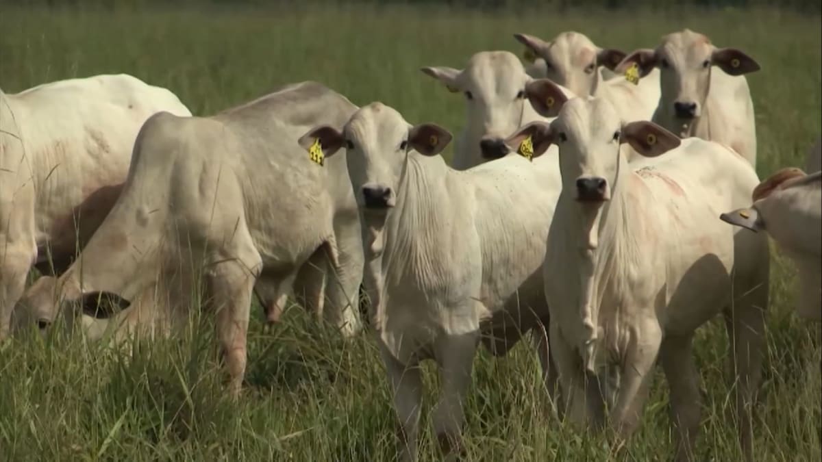 Cepea mercado do boi gordo tem negociacoes travadas e consumo fraco pressiona carne