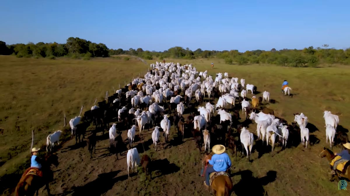 Entenda o que faz a carne do pantanal conquistar mercados cada vez mais exigentes