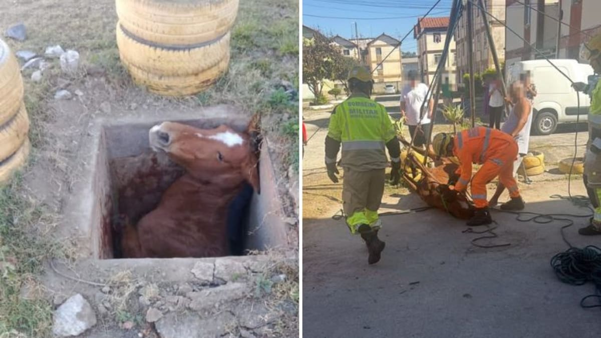 Corpo de Bombeiros resgata égua que caiu em caixa de passagem em Santa Luzia